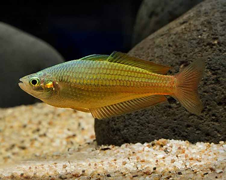 Gold Rainbowfish ~ 3-4cm